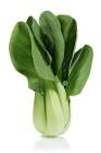 Pak choi Espagne 