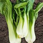 Chou pack choi x3 Espagne 