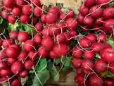 Radis rond ébouté 1kg Hollande/Italie 