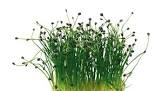 Rock chives cress Hollande 