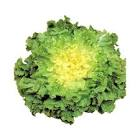 Salade scarole France 