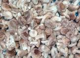 Shitake 2kg France 