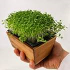 Micro-pousse cresson France 