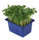 Daikon cress Hollande 