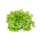 Salade feuille de chêne blonde Provence hve 