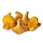 Girolle France / Import 
