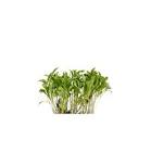 Ghoa cress Hollande 