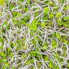 Germe de radis POURPRE 