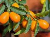 Kumquat IMPORT 