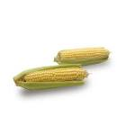 Epis mais frais x2 barquette 