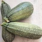 Mini courgette Provence 