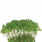 Melissa cress Hollande 