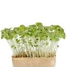 Moutarde cress pays bas x16 