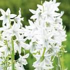 Ornithogale 200gr France 