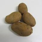 Pomme de terre chair ferme nouvelle France 