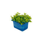 Persinette cress pays bas 